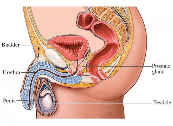 Understanding Male Preferences: Why Do Guys Like Anal Sex?