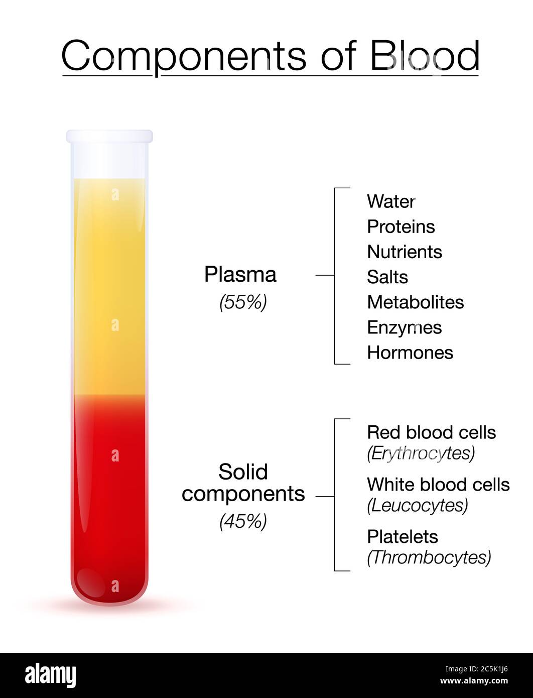 Red Tube Explained What It Is and Its Features